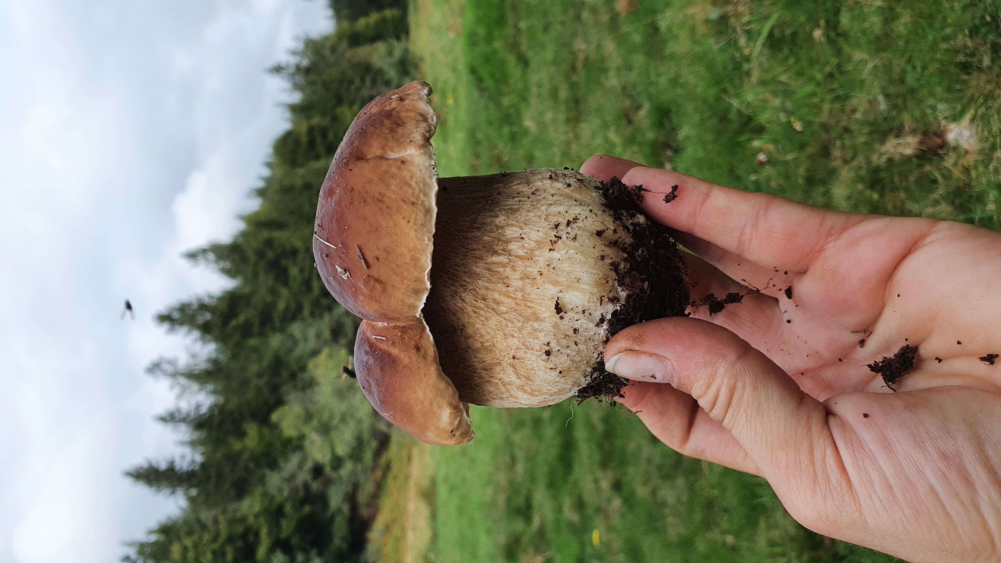photo de champignons
