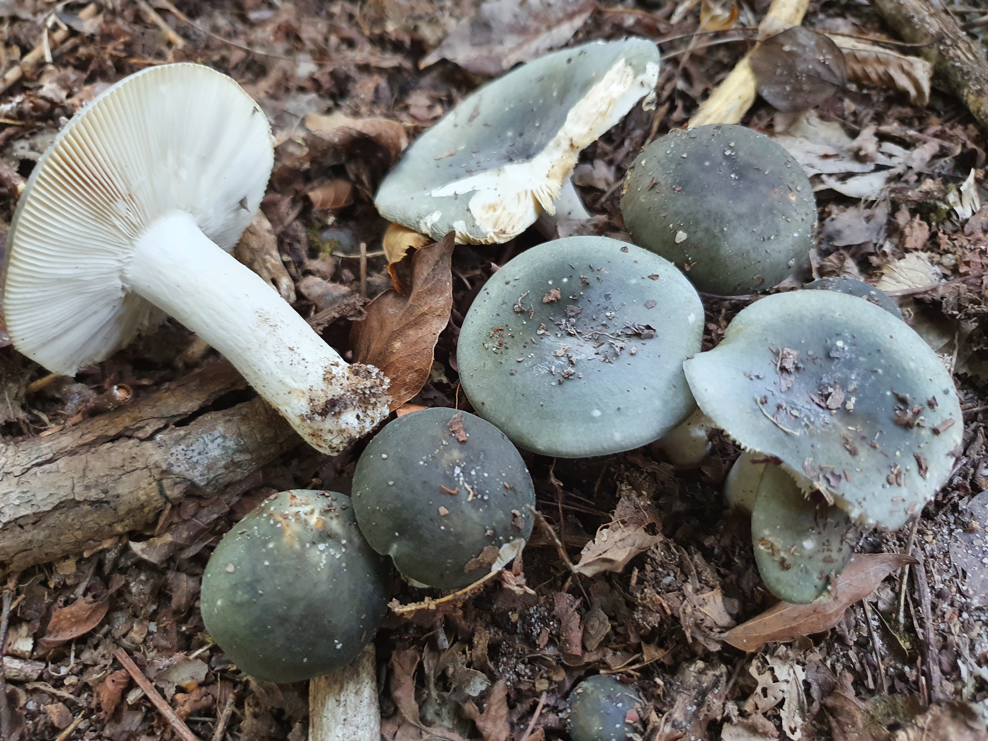 photo de champignons