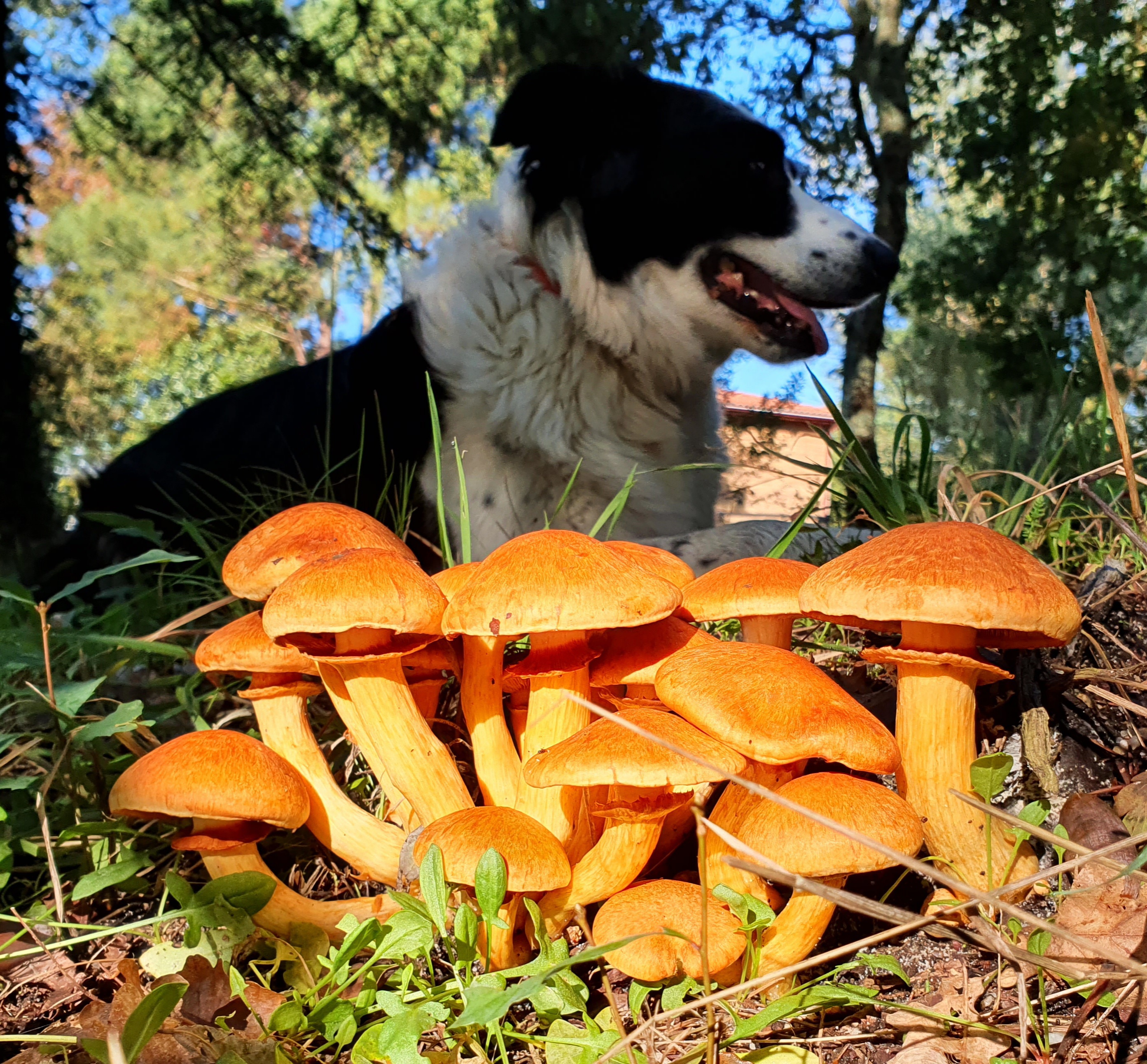 photo de champignons