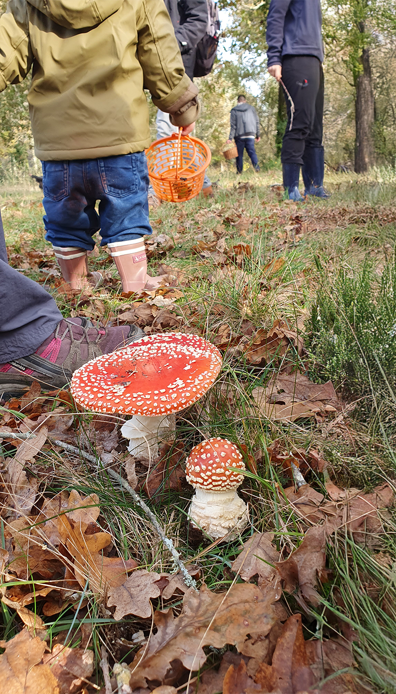 photo de champignons